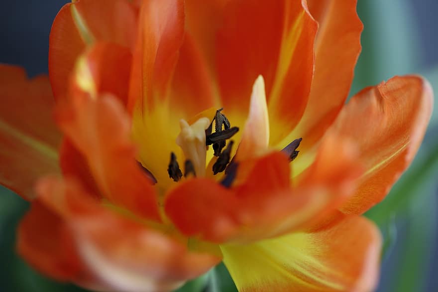 pianta, fiore, tulipano, fiorire, fioritura, natura, primavera, avvicinamento, macro, crescita, petalo