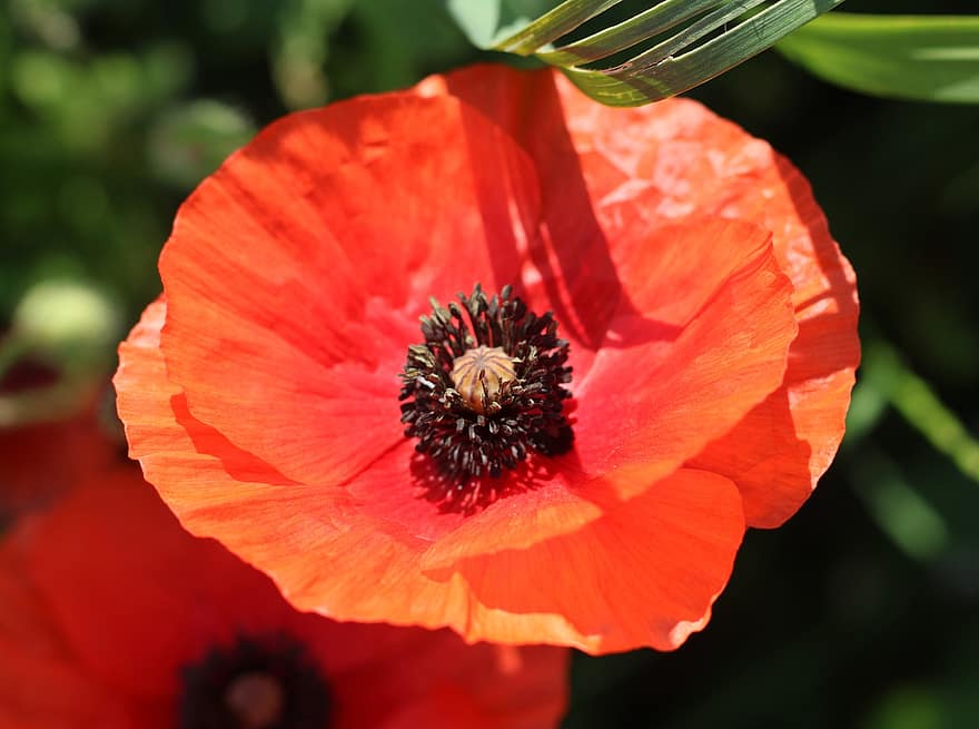 Poppy, Red Poppy, Red Flower, Blossom, Flora, Bloom, Plant, Nature, Close Up, Macro, flower