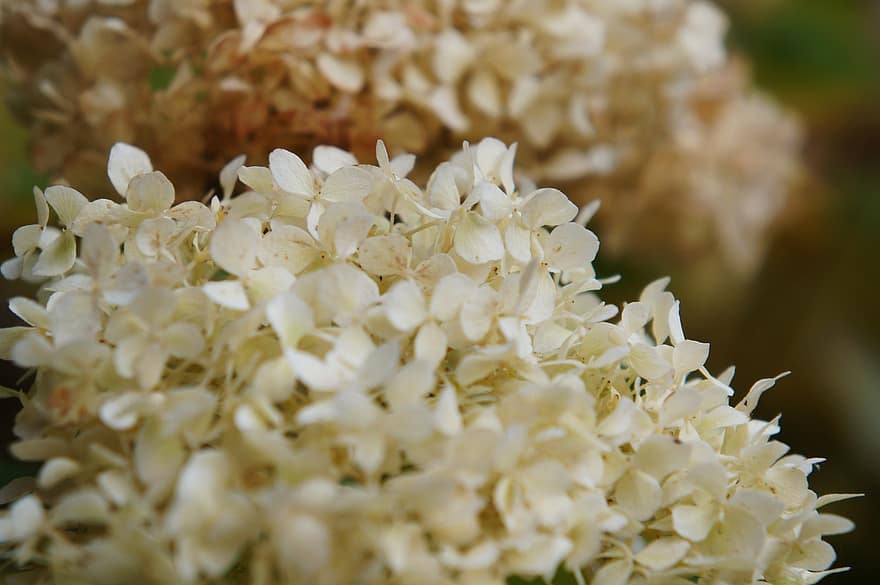hortenzija, ziedi, augu, balti ziedi, ziedlapiņām, zied, raksturs