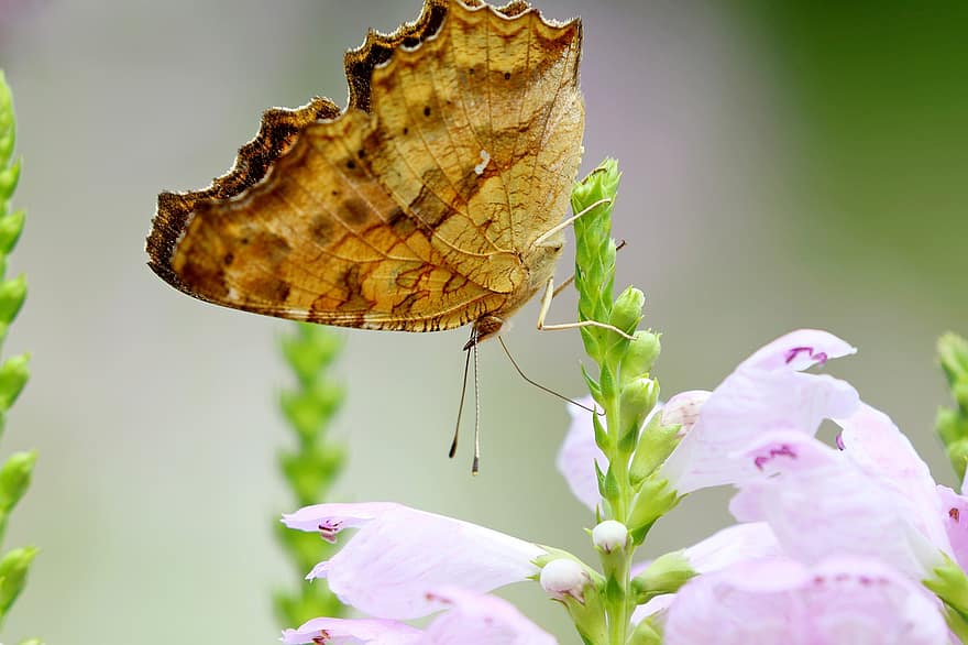 komma butterfly, sommerfugl, blomster, falsk dragonhead, vinger, insekt, plante, have, natur, makro