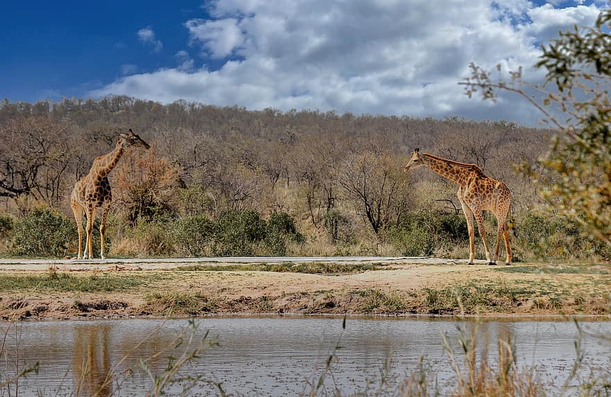キリン、散水穴、アフリカ、ナミビア、サファリ、野生動物、サバンナ、足が長い、長袖、野生の動物、サファリ動物