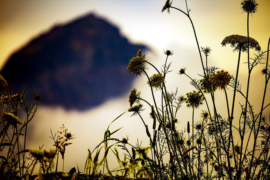 Flowers, Mountains, Meadow, Fog, Nature, Landscape, Dawn, Sunrise, Field, Morning, L