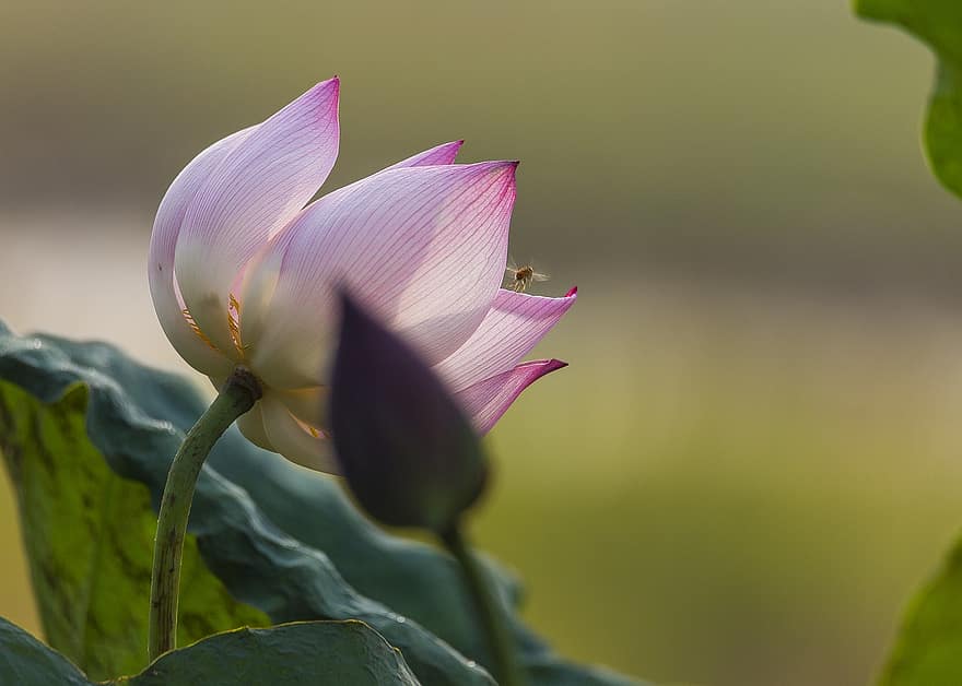 Lotus, Blume, pinke Blume, Lotus Blume, Blühen, blühend, Blütenblätter, rosa Blütenblätter, Flora, Wasserpflanze, Natur