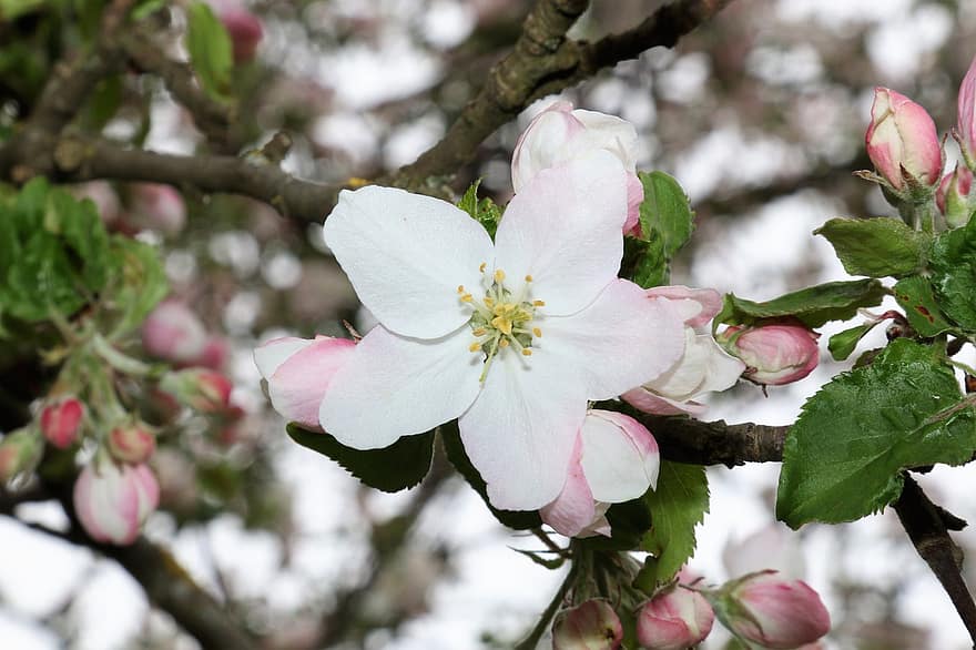 りんごの花、フラワーズ、ブランチ、花びら、白い花、芽、咲く、花、リンゴの木、春、自然