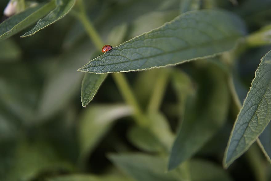 Ladybug, Leaf, Sunlight, Beetle, Insect, Nature, Red, Garden, Lucky Charm, Environmental Protection, Summer