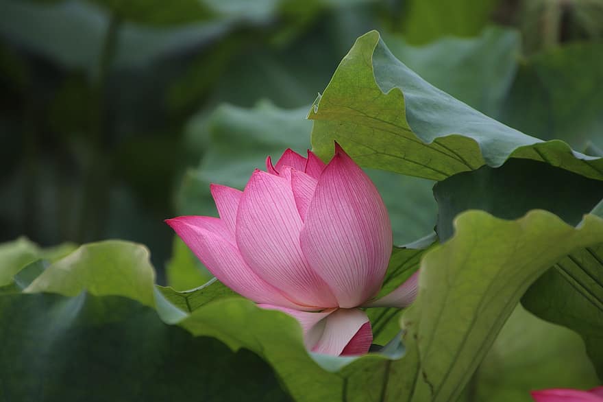 Lotus, Plant, Flower, Water Lily, Aquatic Plant, Flora, Blooming, Blossoming, Nature