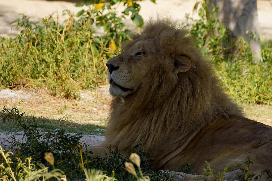 λιοντάρι, ζώο, θηλαστικό ζώο, μεγάλη γάτα, άγριο ζώο, άγρια ​​ζωή, πανίδα, ερημιά, θηρευτής, Βασιλιάς, Αφρική
