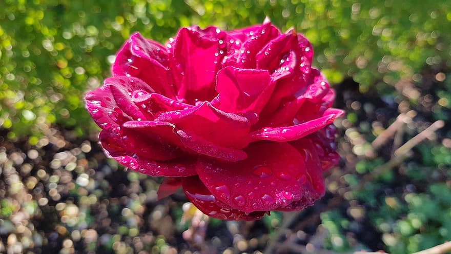 Róża, kwiat, płatki, rosa, krople, deszcz, kwitnąć, ogród, tau, Rote Rose, herbst