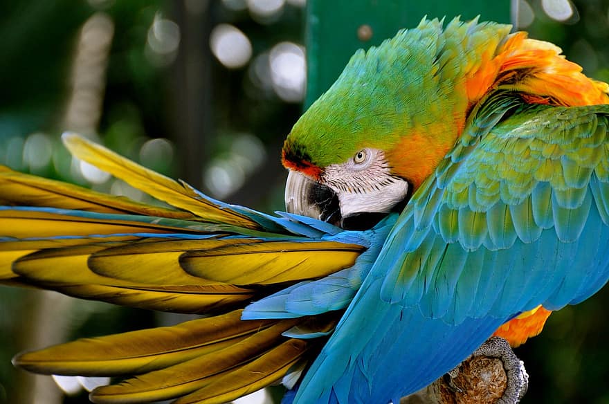 papegøye, fugl, fjær, fjærdrakt, fargerik, dyr, eksotisk, natur, tropisk
