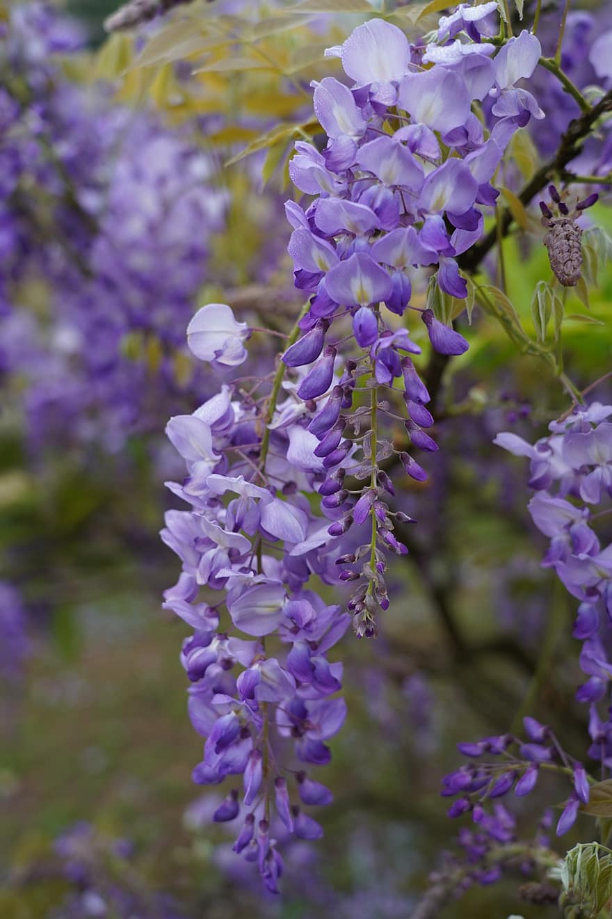 фиолетовые цветы, соцветие, цветы, лепестки, фиолетовые лепестки, цветение, цвести, Флора, цветоводство, садоводство, ботаника