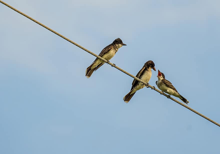 Kingbird alimenta novato, kingbird del este, Kingbird alimentando juvenil, mosquero, comedor de insectos, pájaro, ornitología