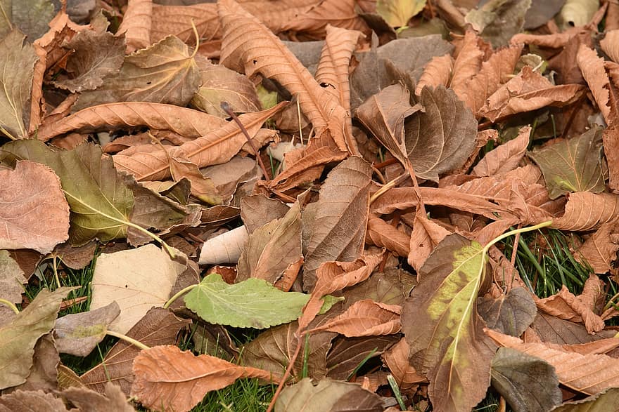 есен, листа, сушени листа, шума, есенни листа, есенна листа, есенния сезон, попадат зеленина