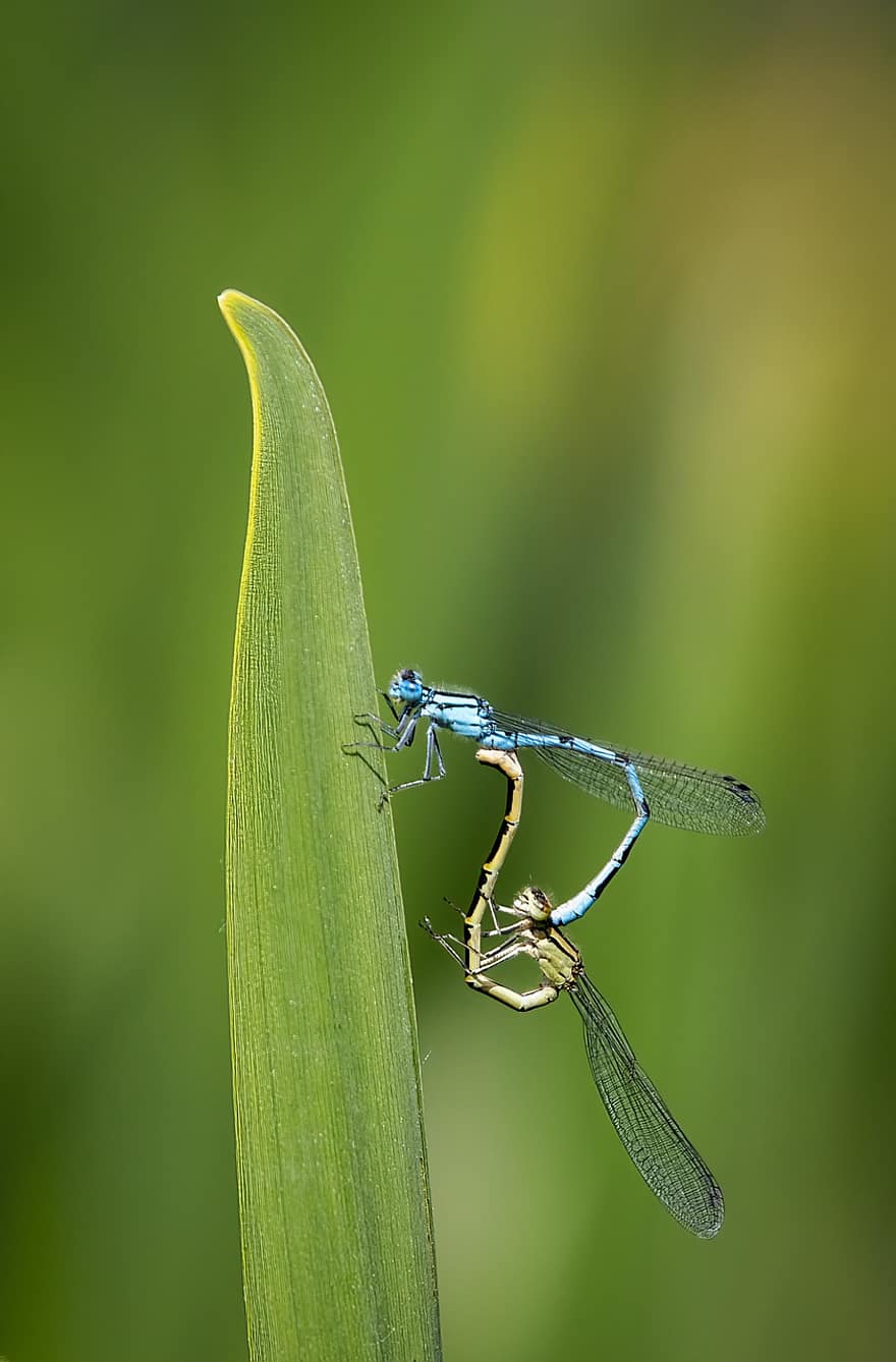 libelinha azul comum, insetos, acasalamento, par, reprodução, libelinhas, grama, plantar, natureza