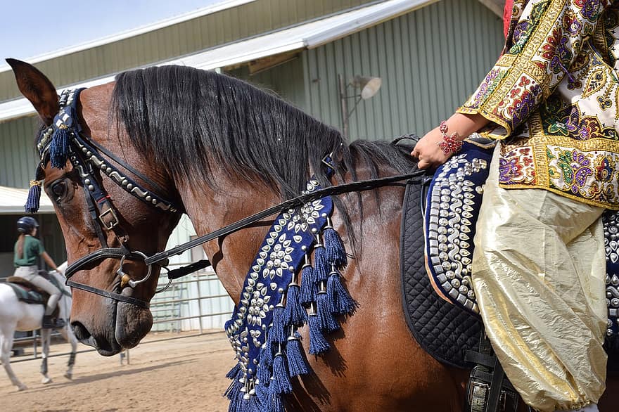 arab, arabisk häst, traditionell kostym, utställning, manen, arabs, renrasig, ryttare