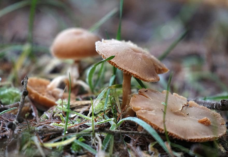 jamur, embun beku, lumut, rumput, jamur payung, musim dingin, alam, lantai hutan, hutan