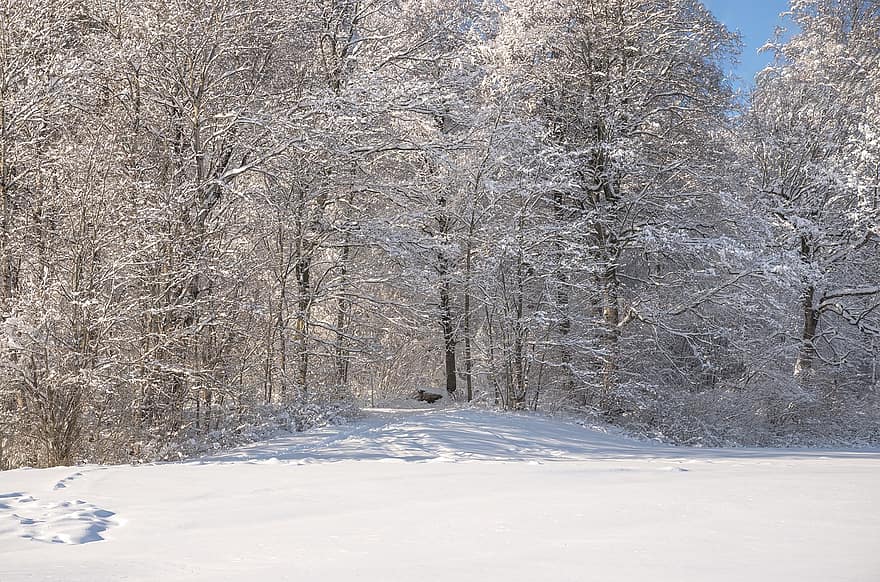Bos, winter, pad, bomen, sneeuw, vorst, bevroren, ijs-, koude, winter bos, zonlicht