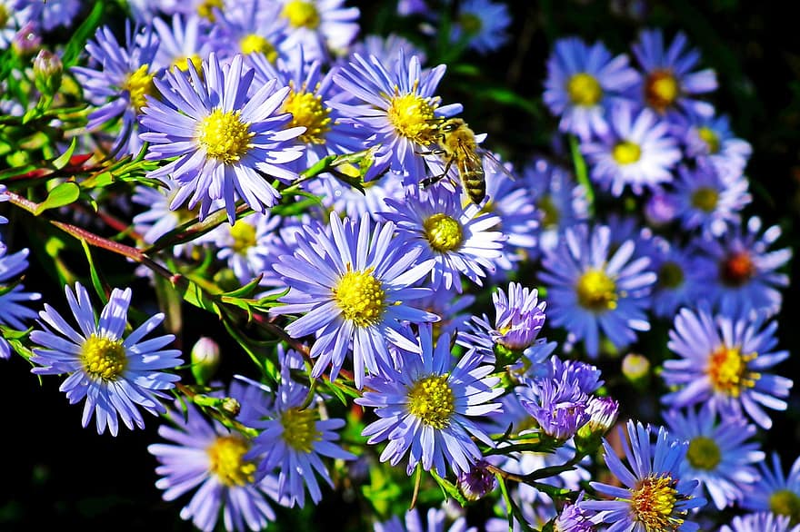 asters, mavi çiçekler, Bahçe, doğa, sonbahar