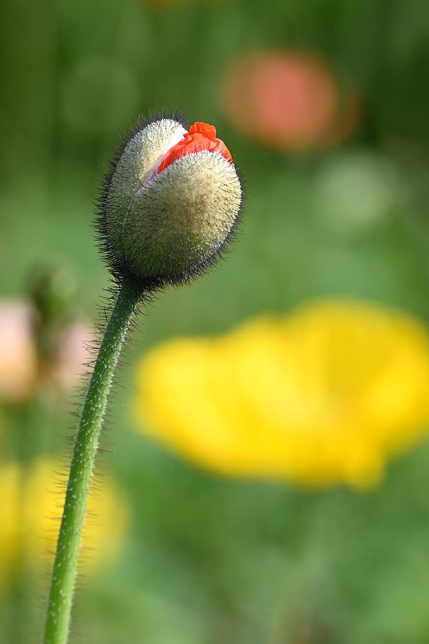 Flower, Bud, Poppy, Blooming, Growth, Botany, Plant, Blossom, green color, close-up, summer