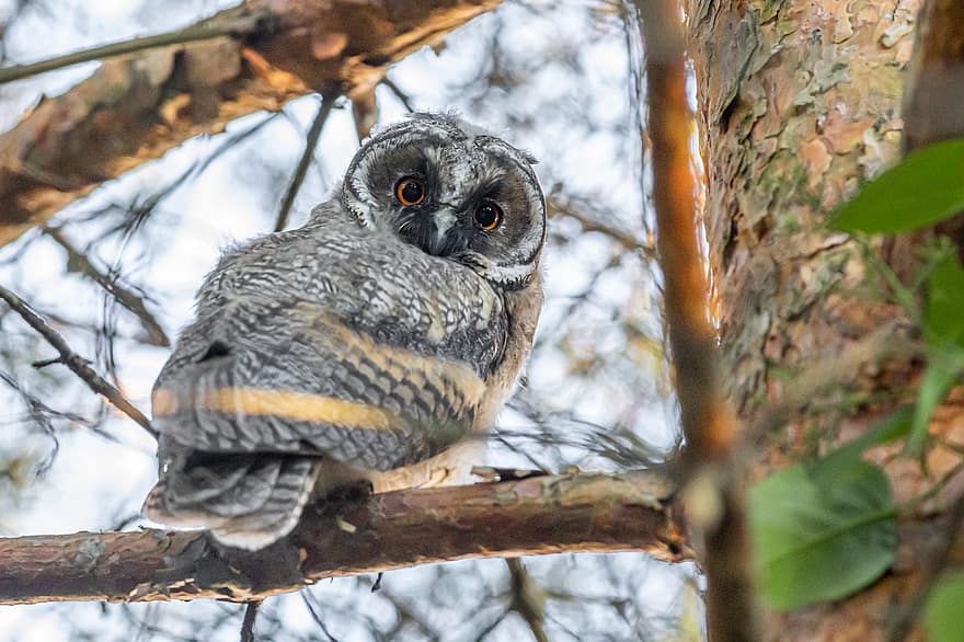 Long-eared Owl, Asio Otus, Owl, Wildlife, Bird Of Prey, Brown, Outdoors, Animal Eye, Looking, Bird, Animal