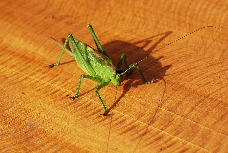 Insect, Grasshopper, Green, Mantodea, Nature, Animal, Entomology, Close Up, Wildlife, Bug