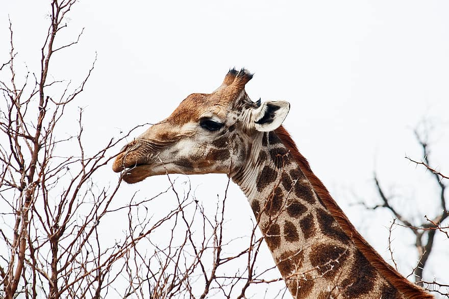 girafa, vida salvatge, animal, Àfrica, desert, animals a la natura, animals de safari, cap d’animals, primer pla, sabana, reserva de vida salvatge
