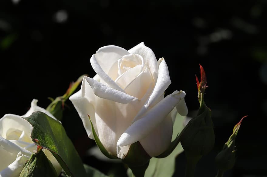Róża, kwiat, wiosna, roślina, Biała Róża, biały kwiat, wiosenny kwiat, ogród, Natura, zbliżenie, płatek