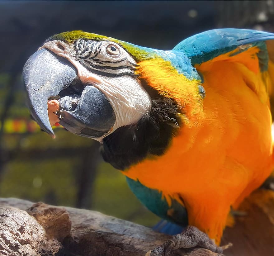 Parrot, Macaw, Bird, Avian, beak, multi colored, feather, pets, yellow, tropical climate, close-up