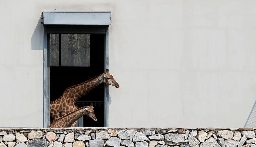 animal, girafa, mamífer, espècies, arquitectura, animals a la natura, estructura construïda, mirant, exterior de l'edifici, Àfrica, paret