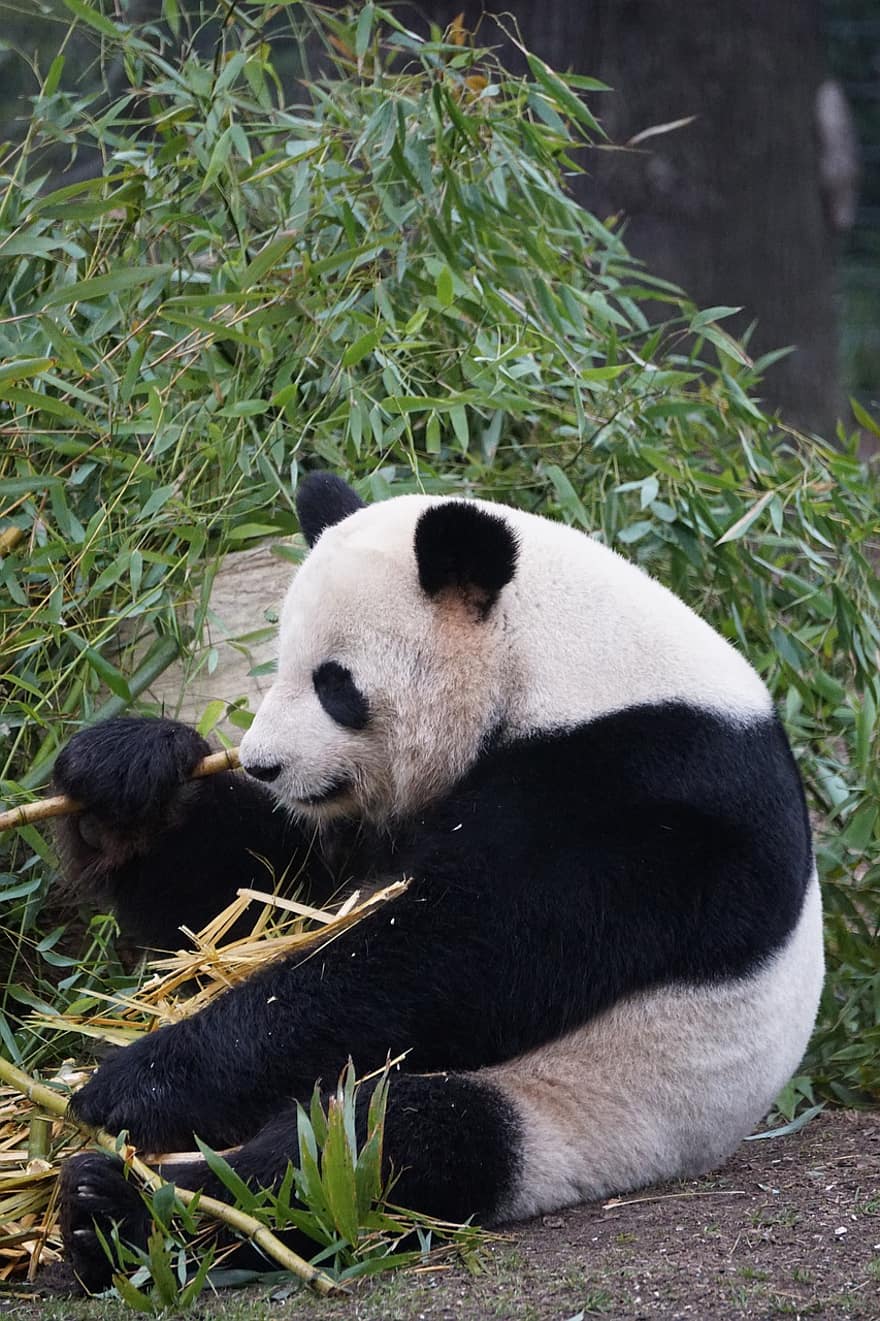 Panda, Animal, Zoo, Panda Bear, Eating, Bamboo, Food, Mammal, Wildlife, Nature, Portrait