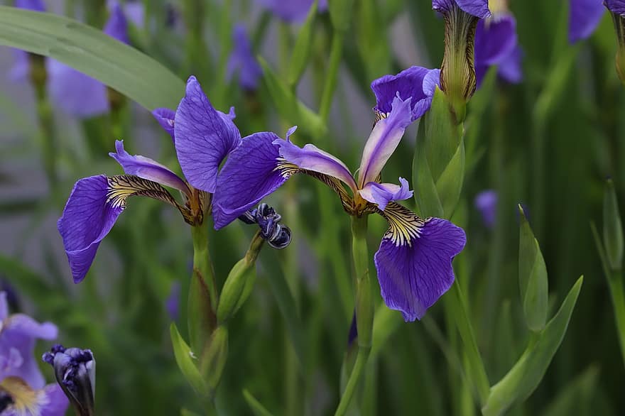 Iris Blume, Blumen, Frühling, lilane Blumen, Frühlingsblumen, blühen, Pflanze, Wasserpflanze, Garten, Natur, Blume