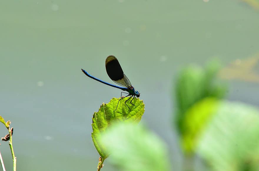 libélula, insecto, hoja, alas, libélula azul, insecto con alas, odonata, anisoptera, entomología, fauna, mundo animal