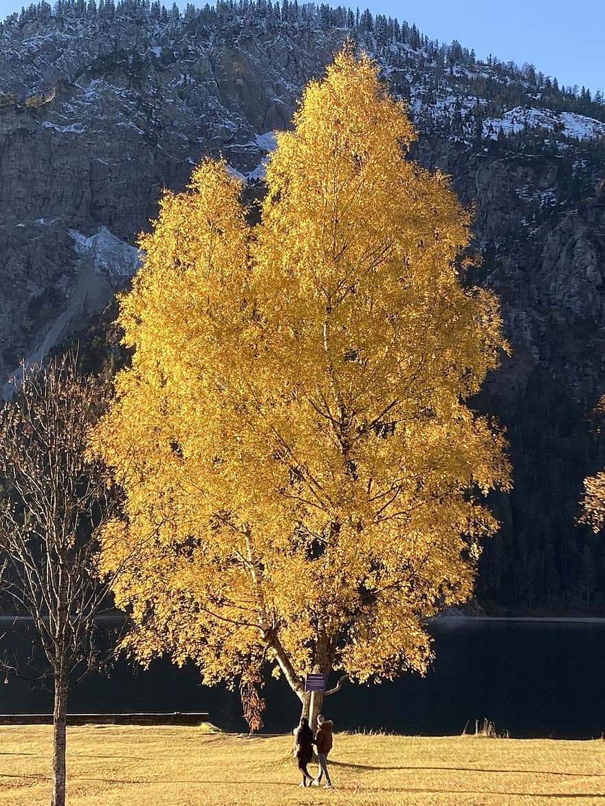 árbol, otoño, lago, hojas, Suiza, junto al lago, naturaleza