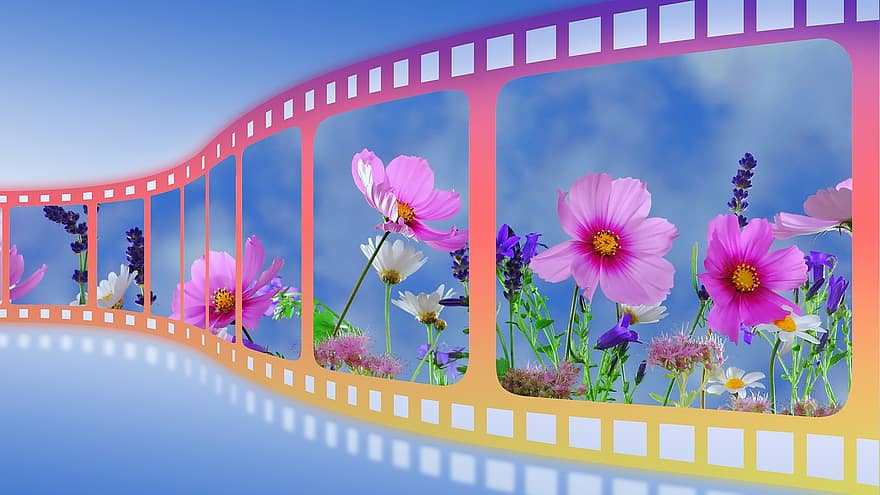 filme, rolo de filme, deslizar, tira de filme, Primavera, flores, flores silvestres, plantar, macro, natureza, Rosa