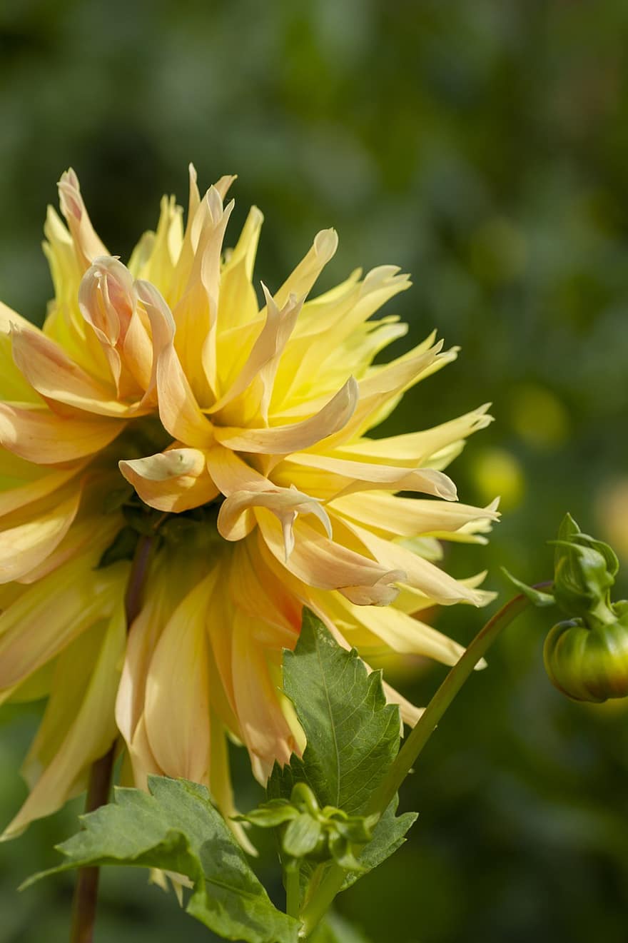 Dahlia, Yellow Dahlia, Yellow Flower, Flower, Nature, Garden, close-up, plant, leaf, summer, petal