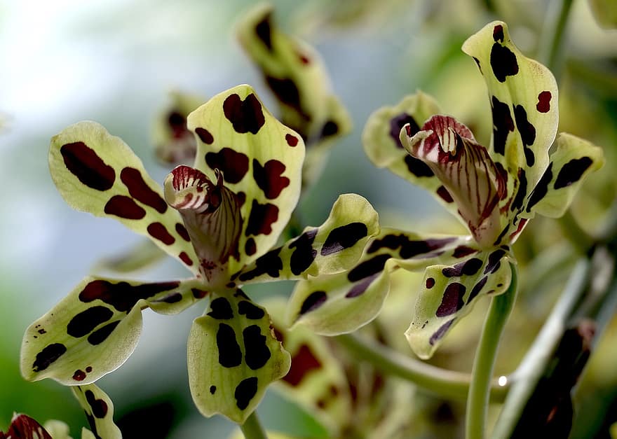 Papua orkidé, orkide, blomma, flora, natur