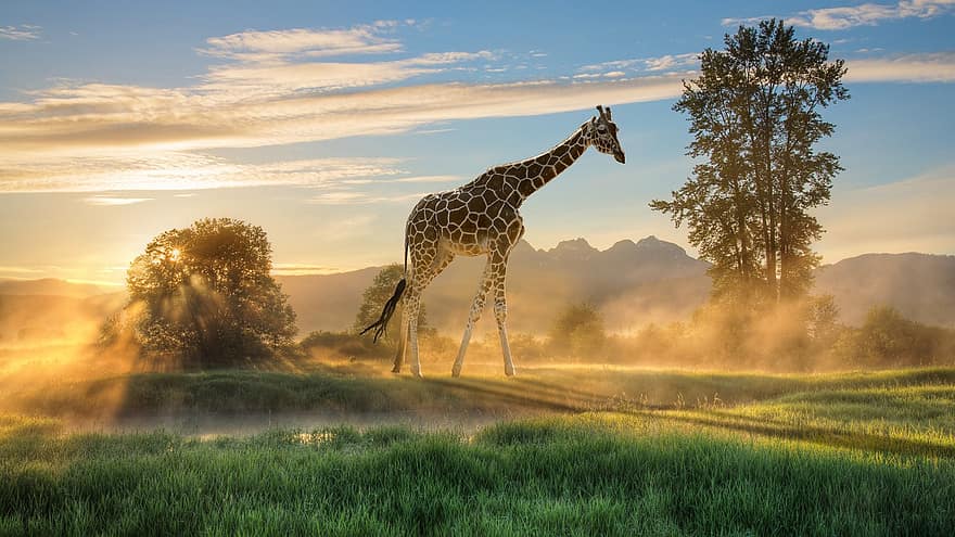 girafa, névoa, grama, pradaria, natureza, calmo