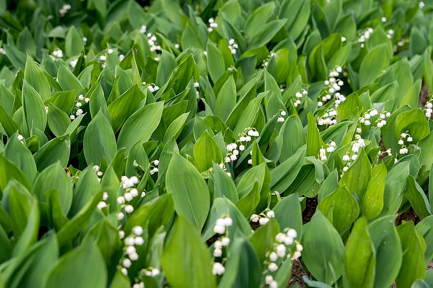 Lilies Of The Valley, Flowers, Spring, Nature, Bloom, green color, plant, leaf, summer, close-up, freshness