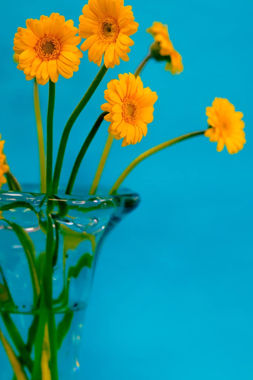 gerbera, transvaal daisy, żółte kwiaty, kwiaty, wazon