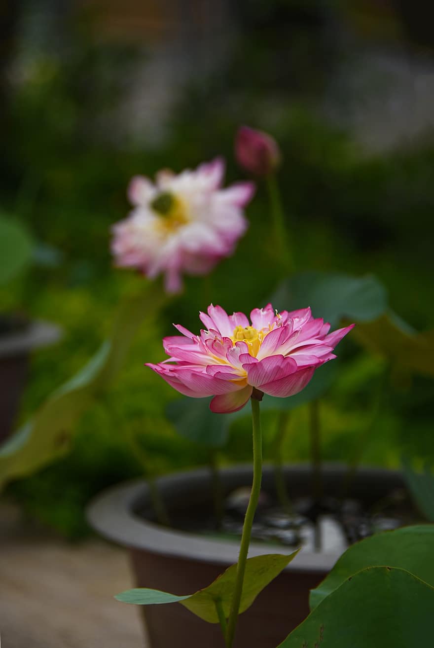 bunga lotus, pot, penanaman, bunga-bunga merah muda, berkembang, mekar, flora, pemeliharaan bunga, hortikultura, botani