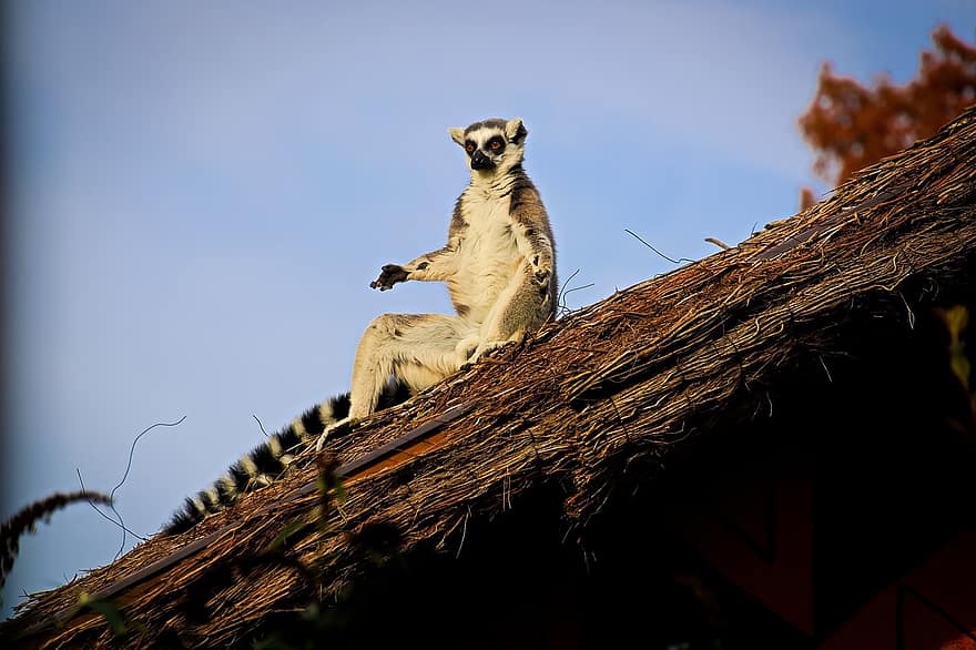 lemurs, dzīvnieku, savvaļas dzīvnieki, primāts, zīdītāju, fauna