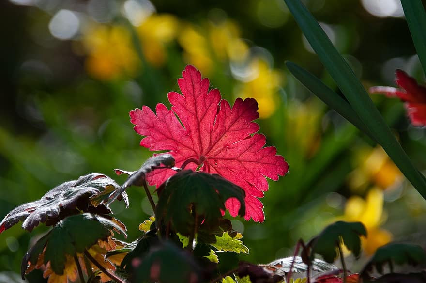Szczelina Alumroot, odchodzi, roślina, czerwony liść, flora, wiosna, Natura, ogród