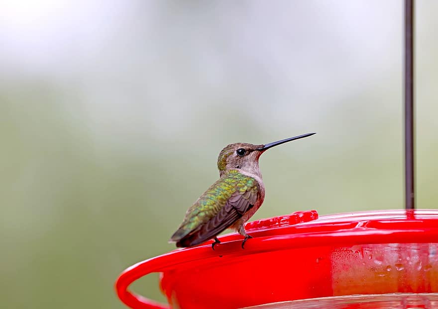 colibrí, pájaro, comedero para pájaros, posado, animal, fauna silvestre, plumas, plumaje, pico, patio interior, jardín