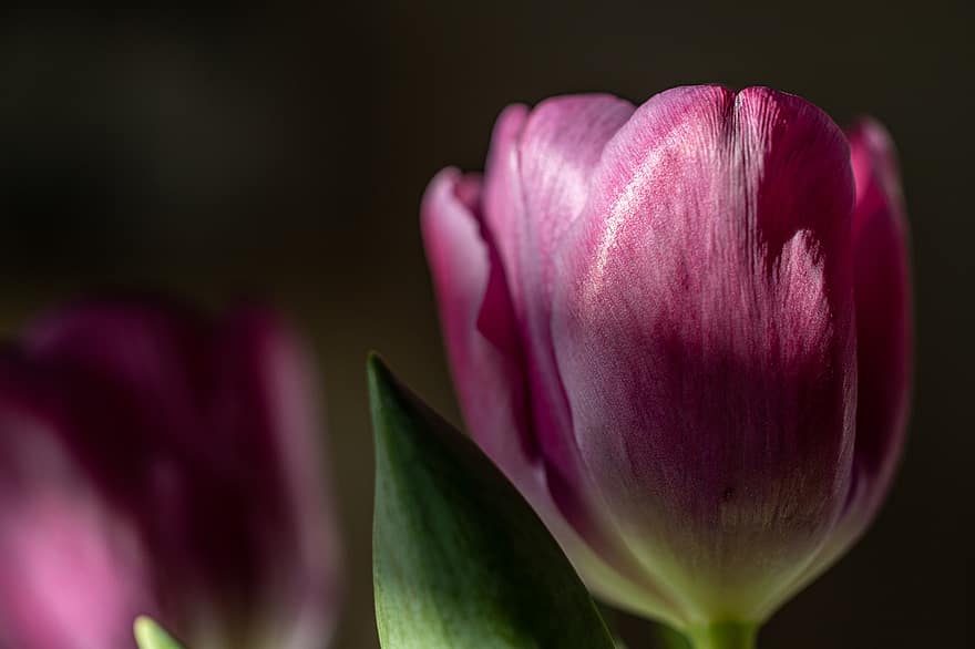 bông hoa, hoa tulip, mùa xuân, vườn, vĩ mô, tulipa gesneriana, màu tím, hoa, thực vật học, cận cảnh, cây