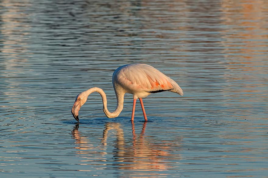 flamingas, paukštis, ežeras, gyvūnas, blauzdas, vandens paukštis, laukinės gamtos, plunksnos, vanduo, atspindys