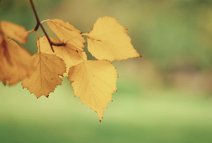 berk, bladeren, vallen, herfst, gele bladeren, gebladerte, tak, boom, fabriek, natuur