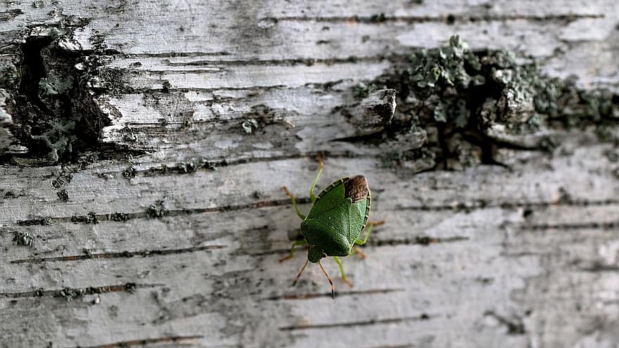 bug escudo verde, bug de escudo, inseto, erro, natureza, tronco de árvore, latido, madeira, macro, fechar-se, borboleta