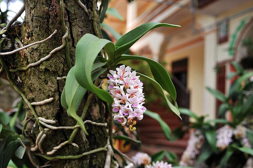 orchideák, virágok, kert, szirmok, orchidea szirmok, virágzás, virágzik, növényvilág, növények