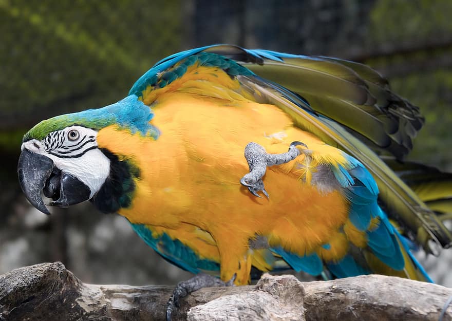burung, burung beo, macaw, kebun binatang, multi-warna, paruh, bulu, biru, kuning, hewan peliharaan, emas dan macaw biru