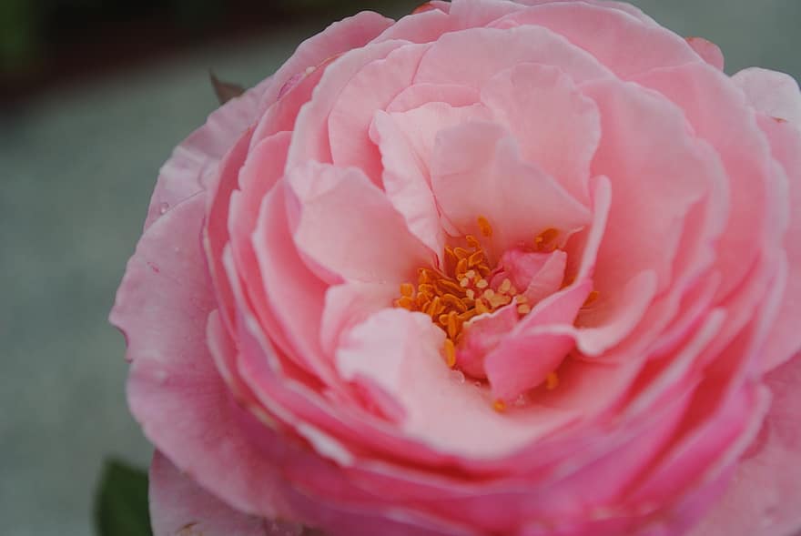 Rose, Blume, pinke Rose, Rosenblüte, Blütenblätter, Rosenblätter, blühen, Flora, Natur, Blütenblatt, Nahansicht