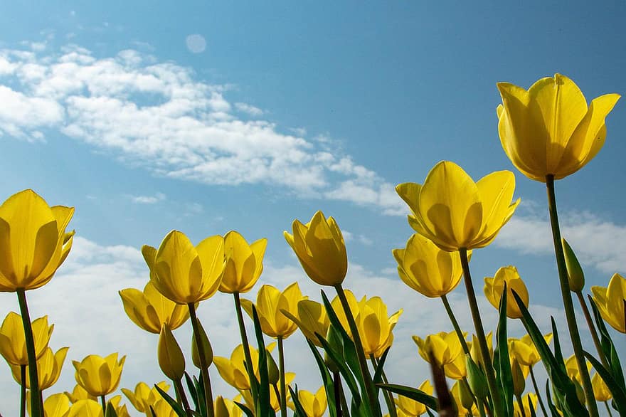 tulipani, fiori, campo, cielo, tulipani gialli, petali, petali di tulipano, fioritura, fiorire, flora, giardino